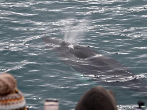 humpback whale near boat