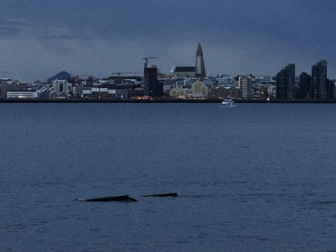 humpback whales near Reykjavik city