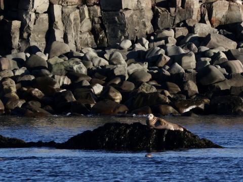 seals resting on rocks