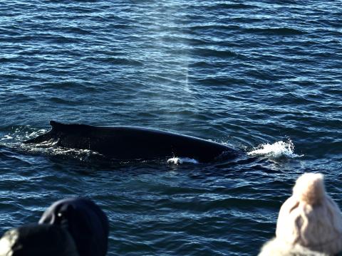humpback whale near boat