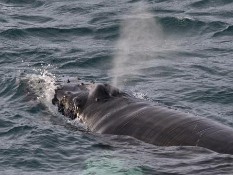 humpback whale