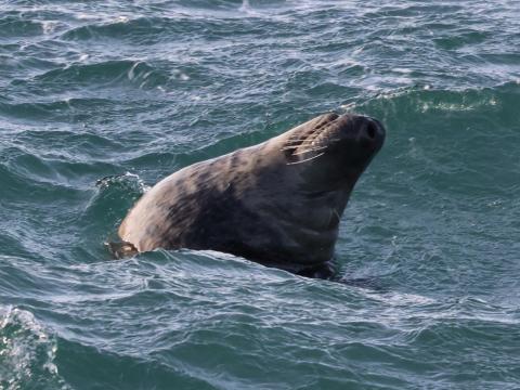 grey seal