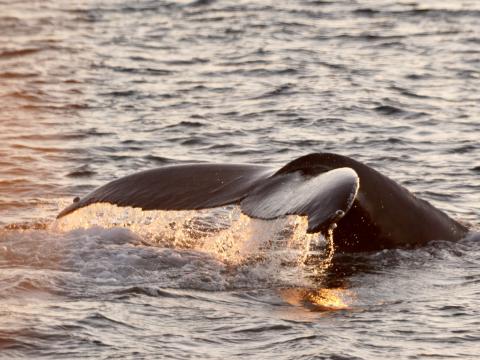 humpback whale fluke