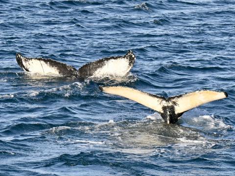 humpback whales