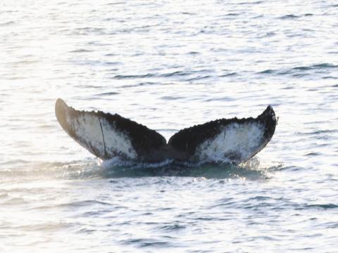humpback whale fluke