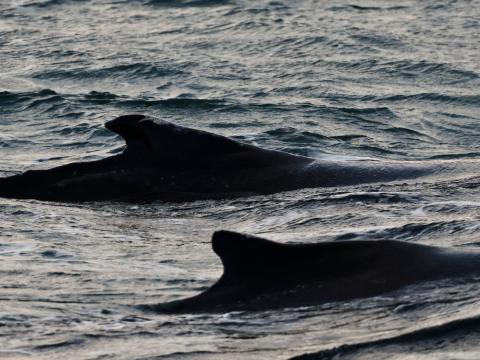 humpback whales