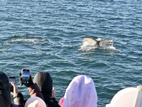 humpback whales close to boat