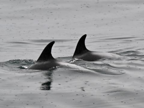 white-beaked dolphins surfacing in a pair