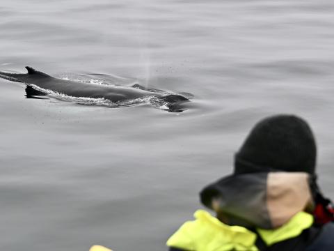 humpback whale next to whale watcher