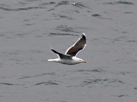 seagull flying over gloomy seas