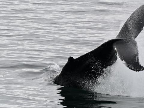 humpback whale throws its peduncle in the air