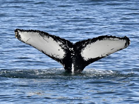 humpback whale fluke