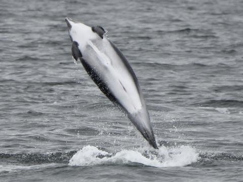 white-beaked dolphin jumping