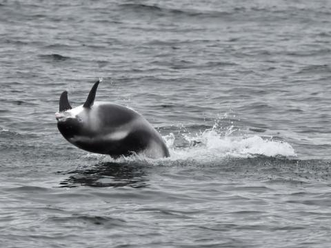 white-beaked dolphin twirling