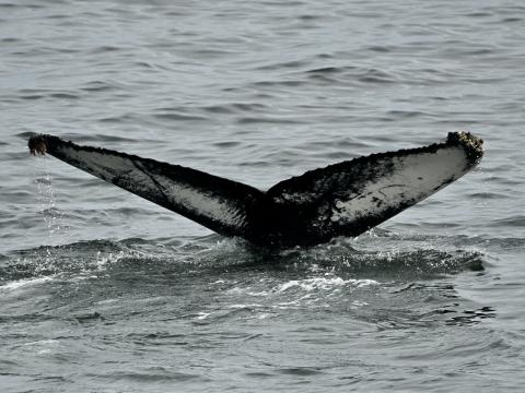 humpback whale flukeprint