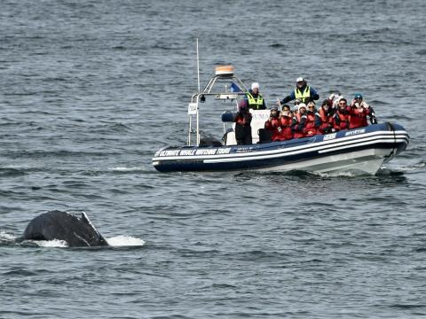 humpback whale close to boat