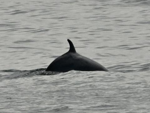 minke whale
