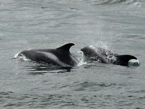 white-beaked dolphins