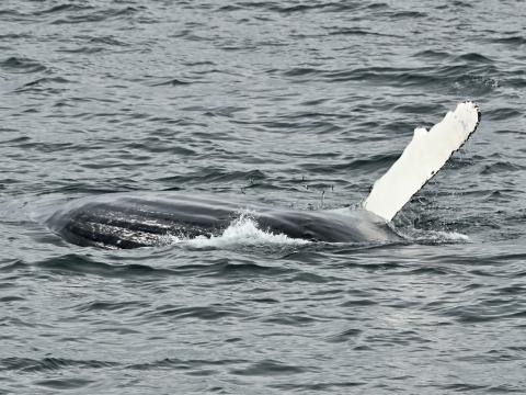 humpback whale feeding on sandeel