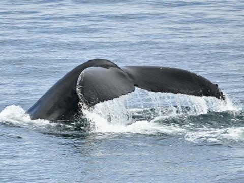 humpback whale
