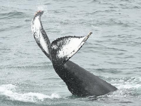 Humpback whale tail slapping in front of Elding the whale watching boat.