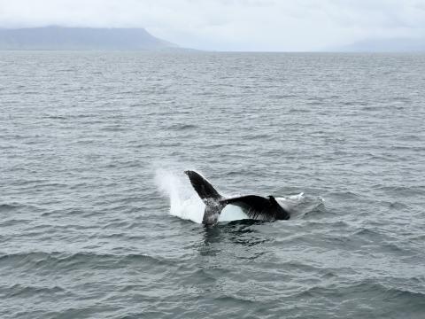 humpback whale tail throwing