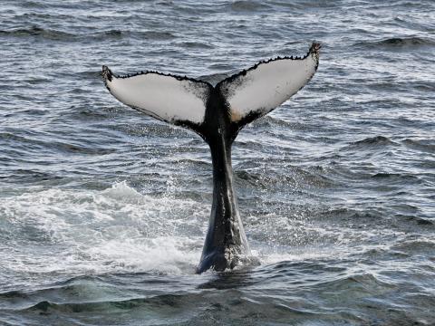 Humpback whale tail slapping