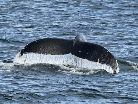 humpback whale fluke