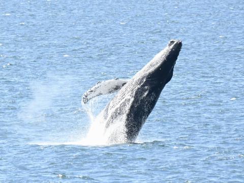 humpback whale breaching backwards