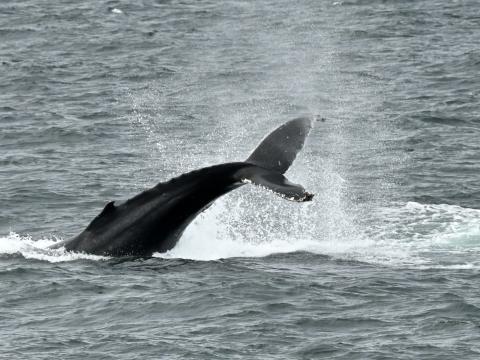humpback whale throws his fluke in the air