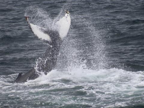 humpback whale fluke high in the air