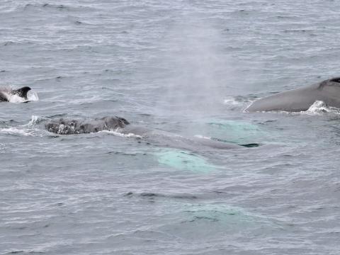 white-beaked dolphin swims with humpback whales