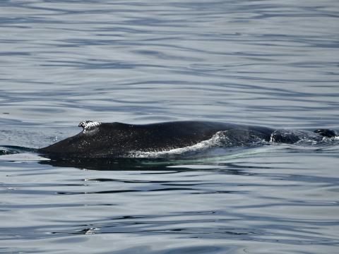 humpback whale with bitemark on its dorsal fin
