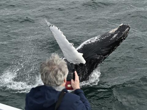 humpback whale breaches right in front of whale watching boat