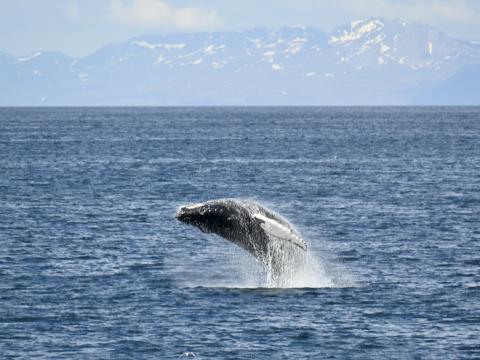 humpback whale breaching in distance