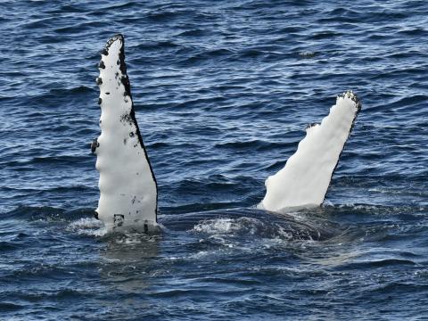 humpback whale's peduncles out of the water