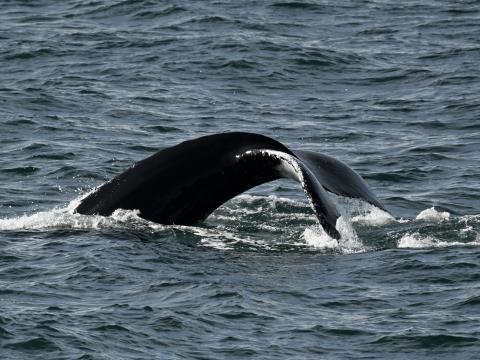 humpback whale fluke