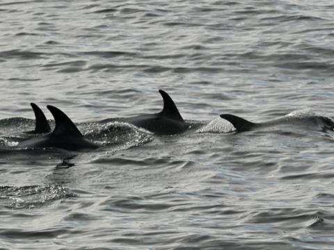 white-beaked dolphins