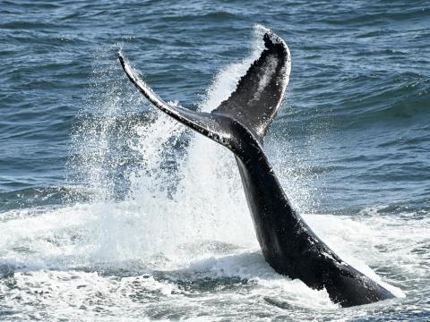 humpback whale tail slaps