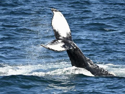 humpback whale tail upside down