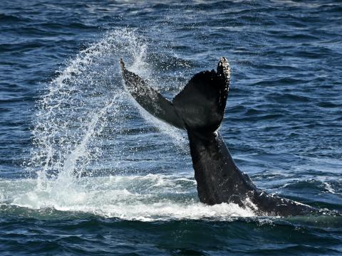 humpback whale tail slapping