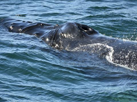 humpback whale head up close