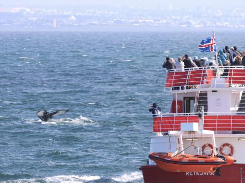 humpback whale dives next to whale watching boat