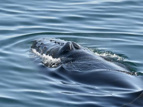 humpback whale rostrum and blowholes clearly visible at the water surface