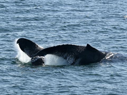 humpback whale preparing to peduncle throw