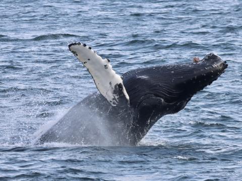 humpback whale breaches very close