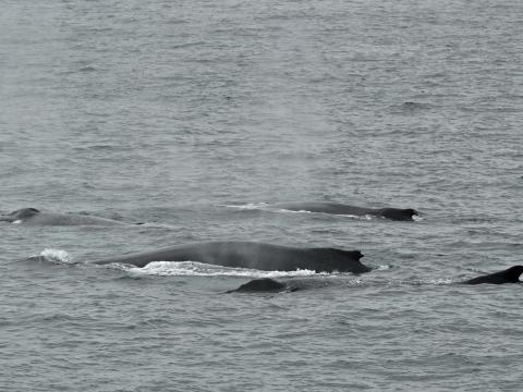 four humpback whales surface together