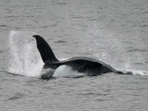 humpback whale throws its peduncle