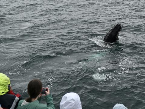 spy hopping humpback whale near boat
