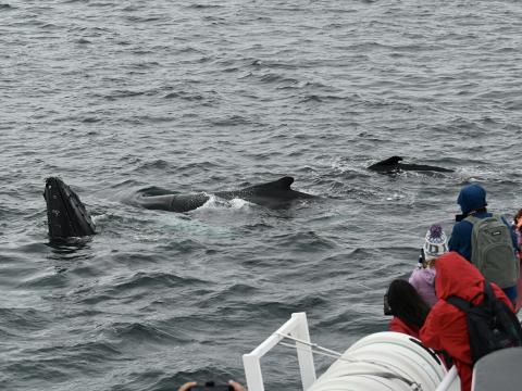 humpback whales surface very close to boat